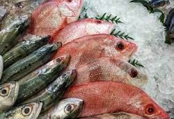 Kerala Fish Farm