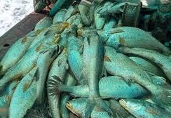 Kerala Fish Farm